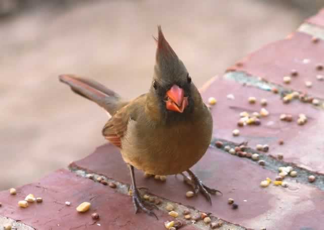 Female Cardinal, feeding in winter... Tyler, Texas